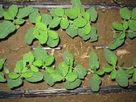 25C soybeans